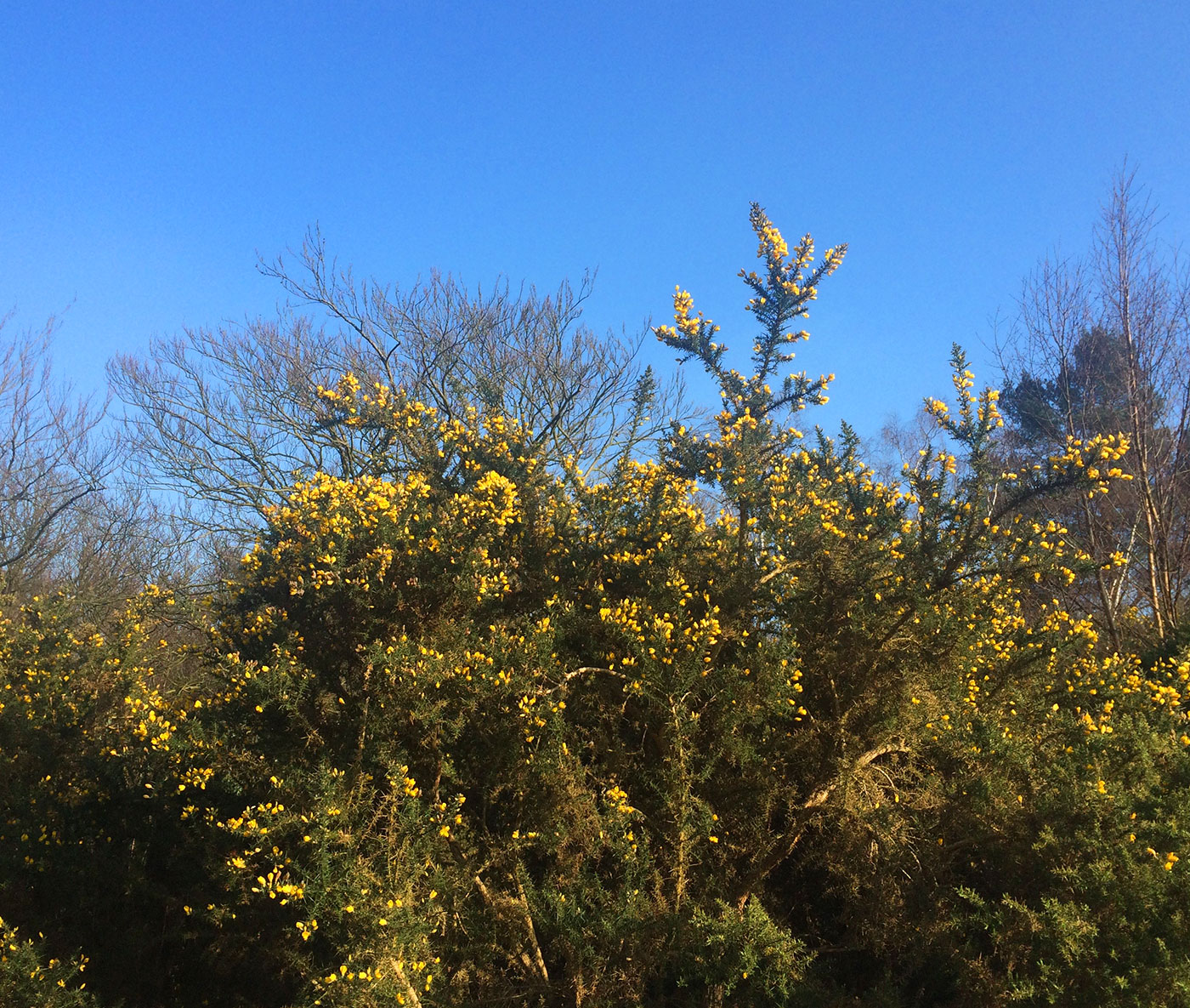 Croydon Addington Hills heathland