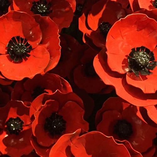 251 poppies, 100 years on