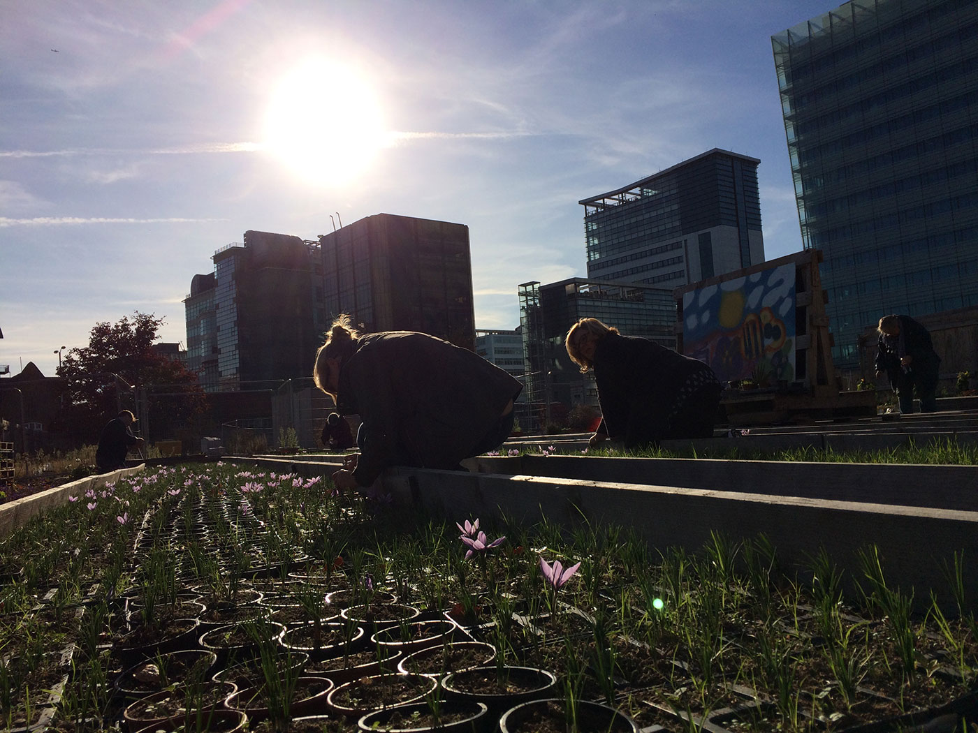 Croydon Saffron Central