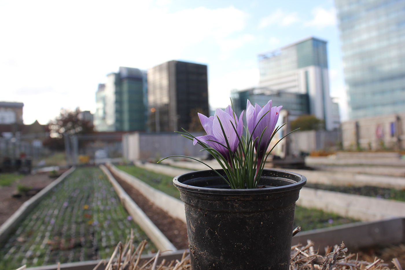 Croydon Saffron Central