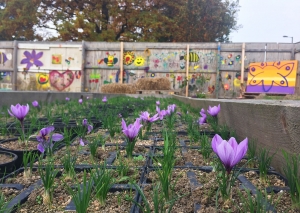 Croydon Saffron Central