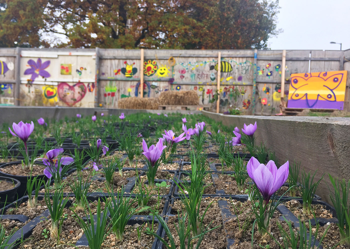 Croydon Saffron Central