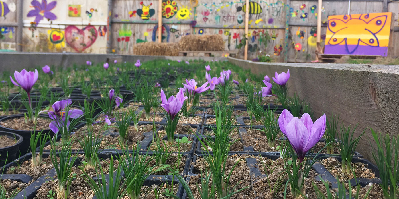 Croydon Saffron Central