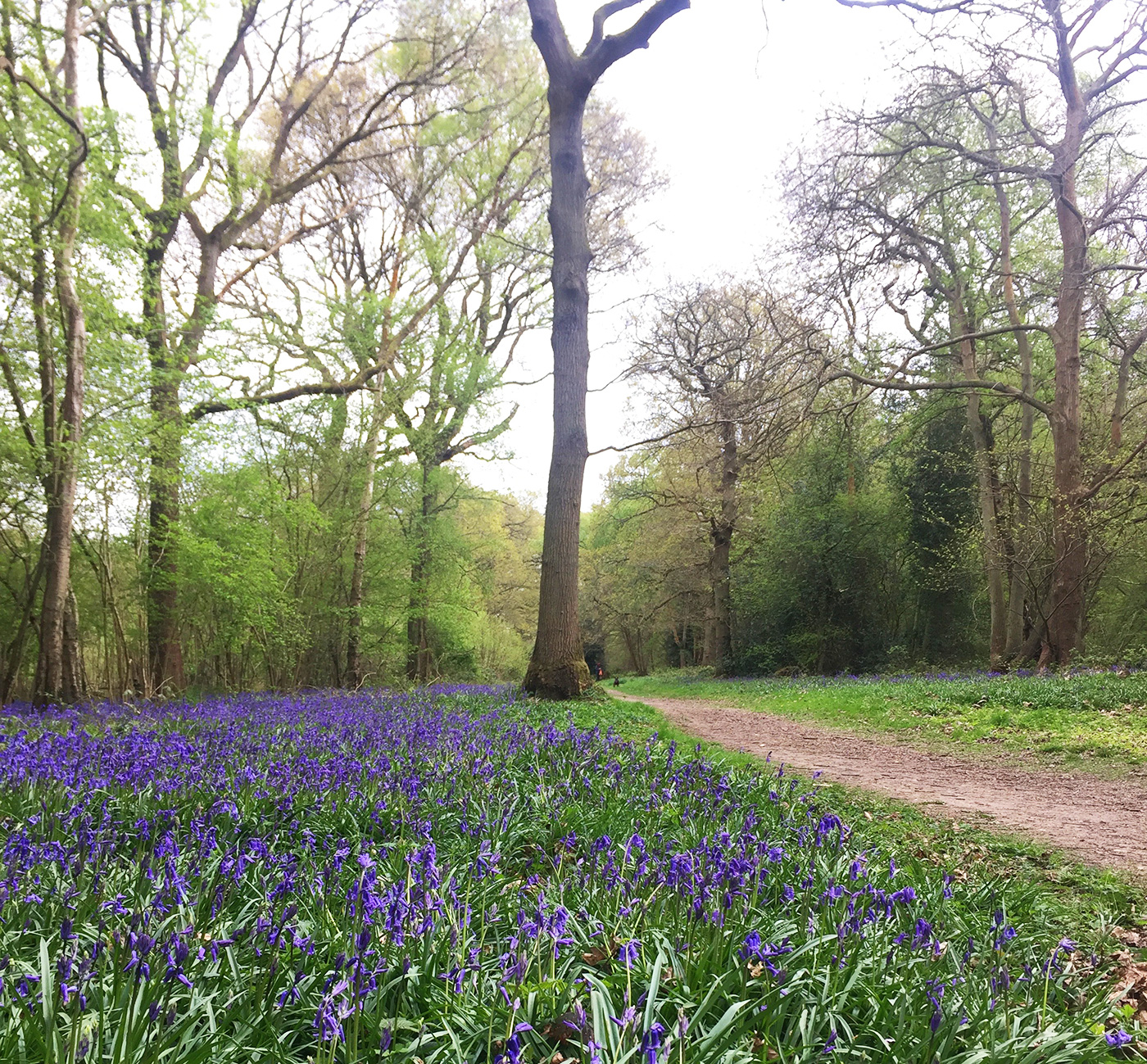 Kings Wood, Sanderstead