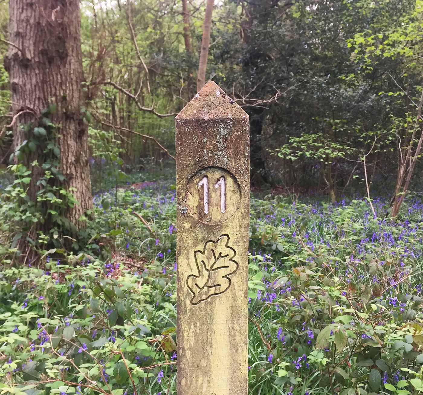 Kings Wood, Sanderstead