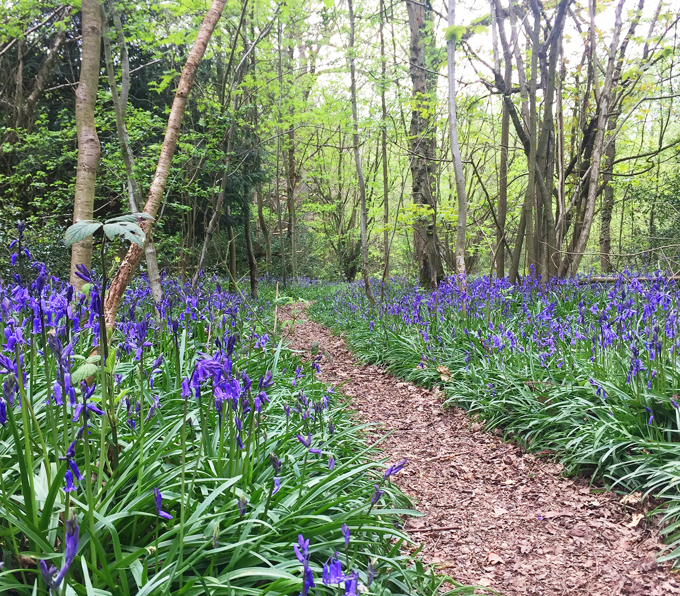 Kings Wood, Sanderstead