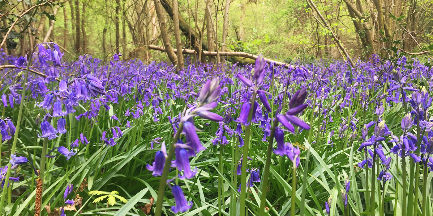 Kings Wood, Sanderstead