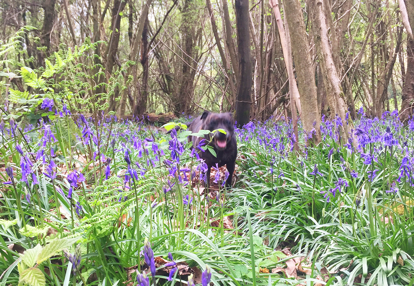 Kings Wood, Sanderstead