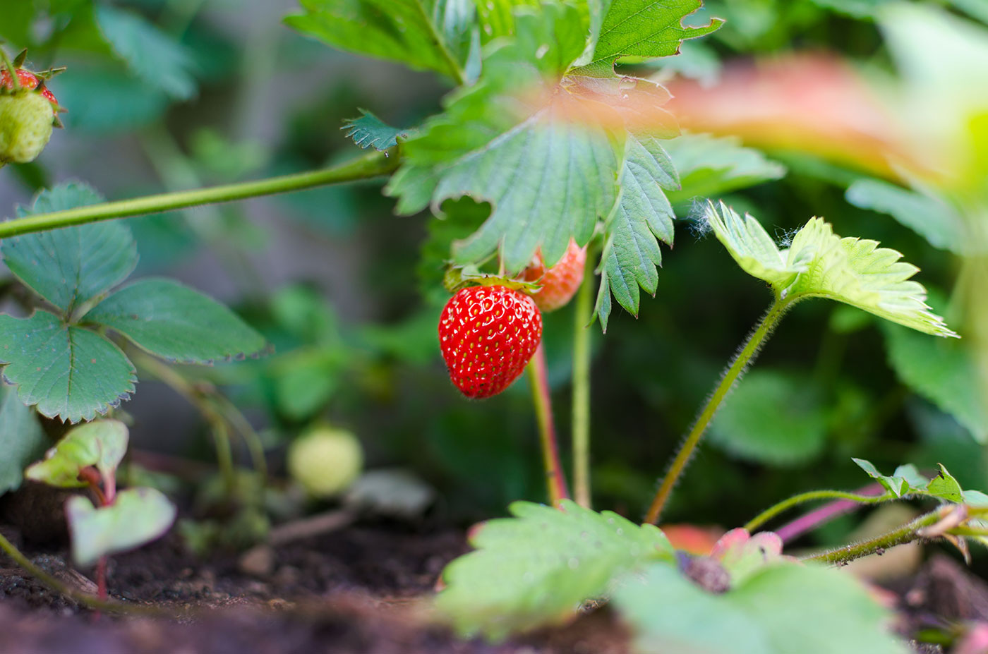 Lend and Tend, Pexels image