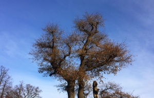 Lloyd park