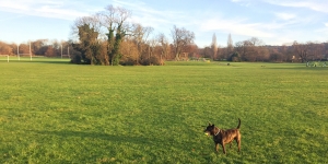 Lloyd park