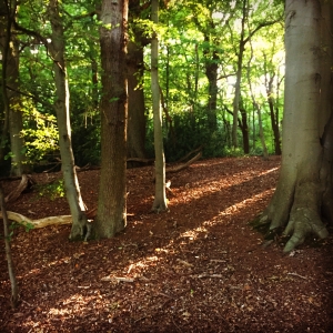 Croham Hurst