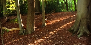 Croham Hurst