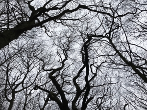 Croham Hurst