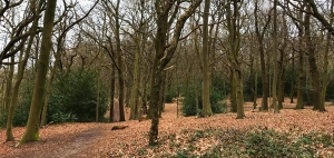 Croham Hurst