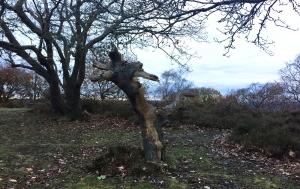 Croham Hurst