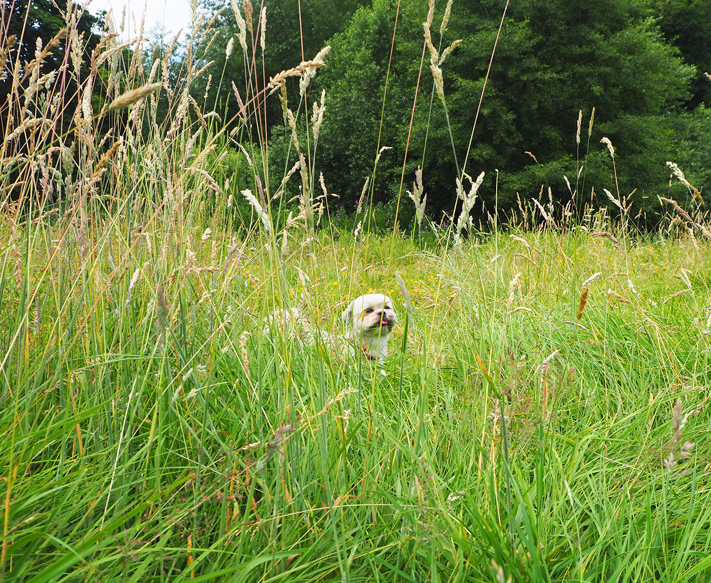 Beddington Park