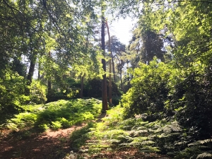 Coombe Wood