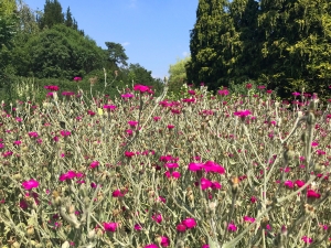 Coombe Wood
