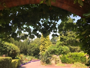 Coombe Wood