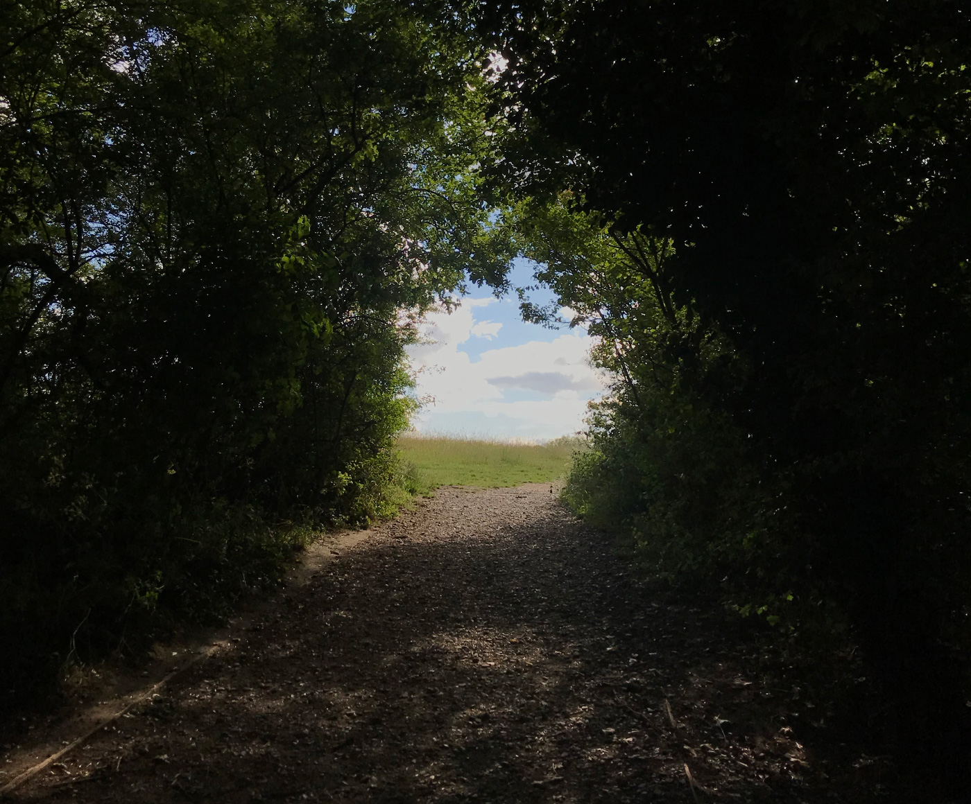 Selsdon Wood Nature Reserve