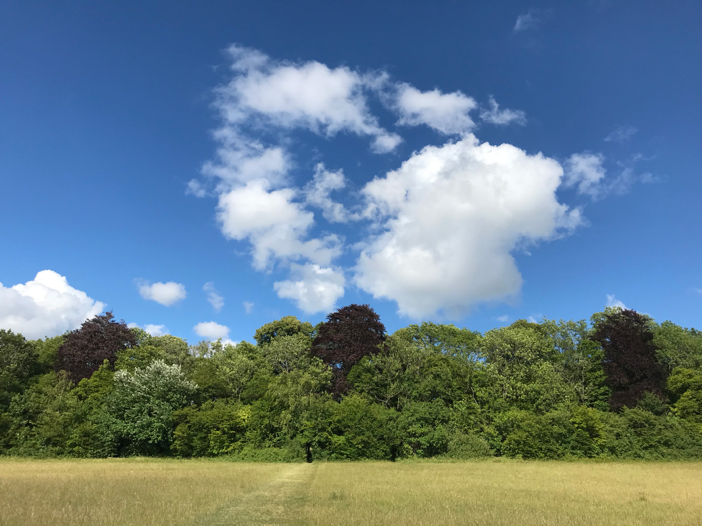 Selsdon Wood Nature Reserve