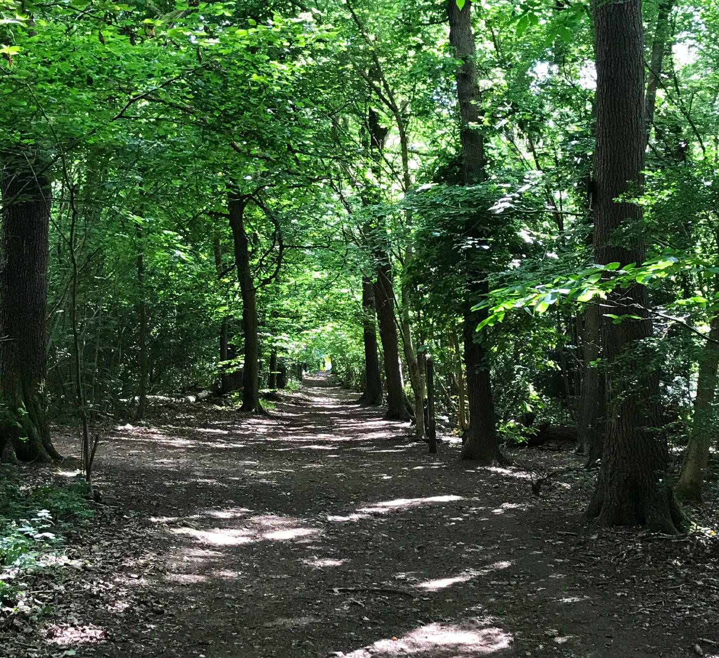 Selsdon Wood Nature Reserve