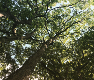 Selsdon Wood Nature Reserve