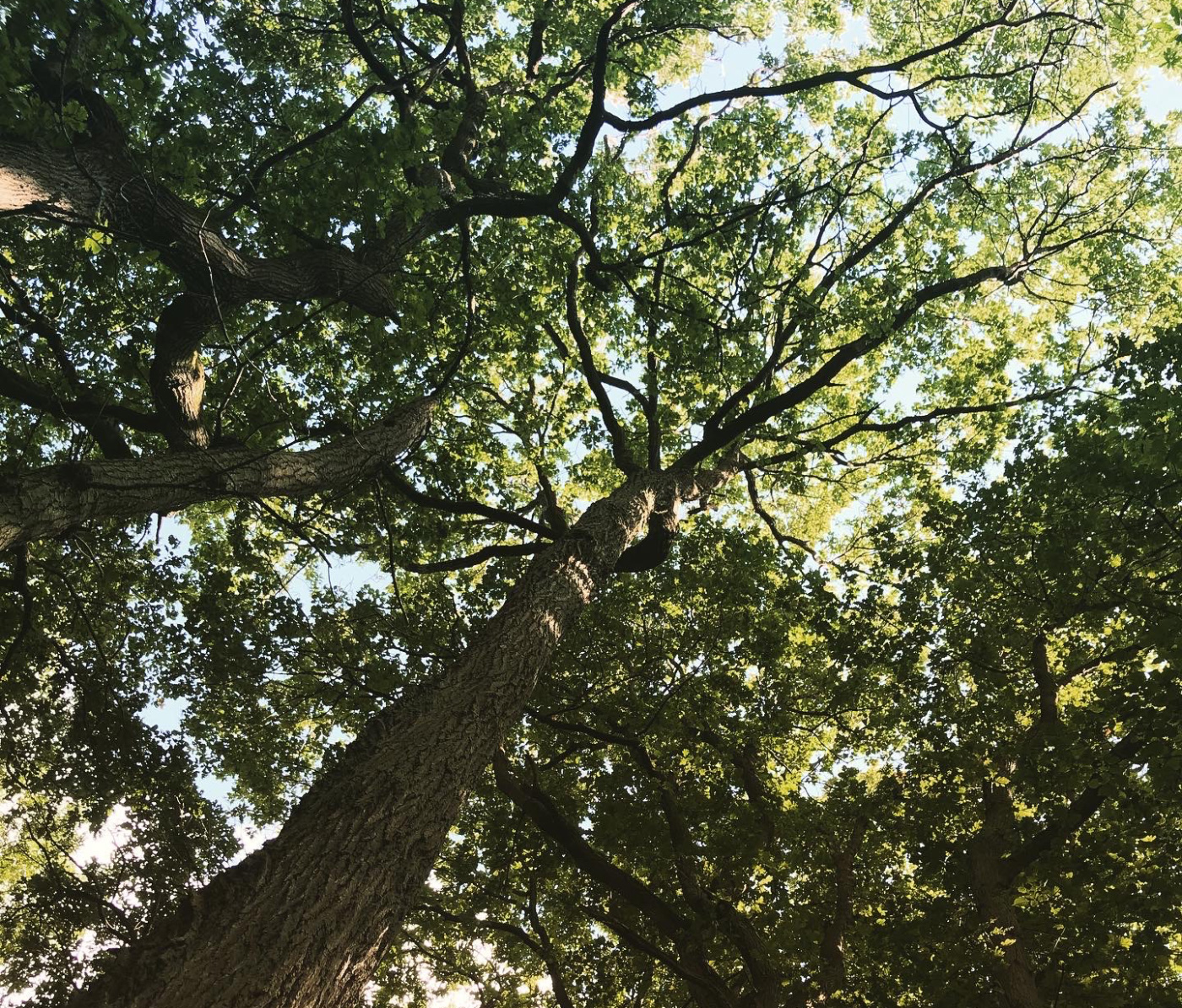 Selsdon Wood Nature Reserve