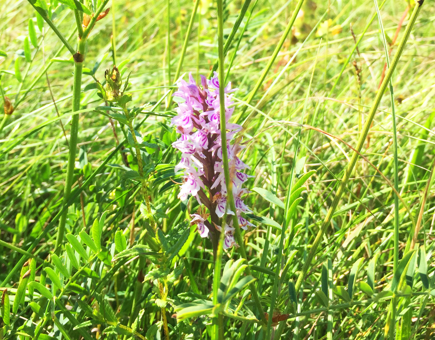 kenley common