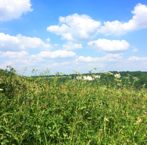 kenley common