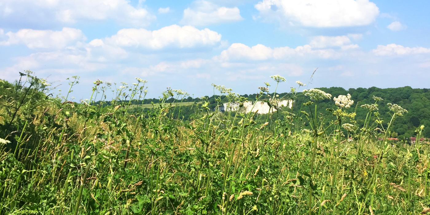 kenley common