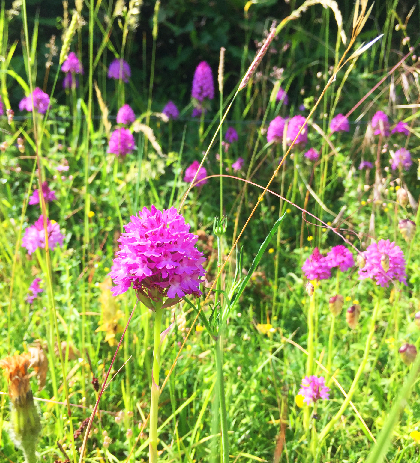 kenley common