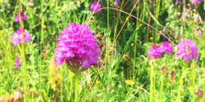 kenley common