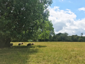 kenley common