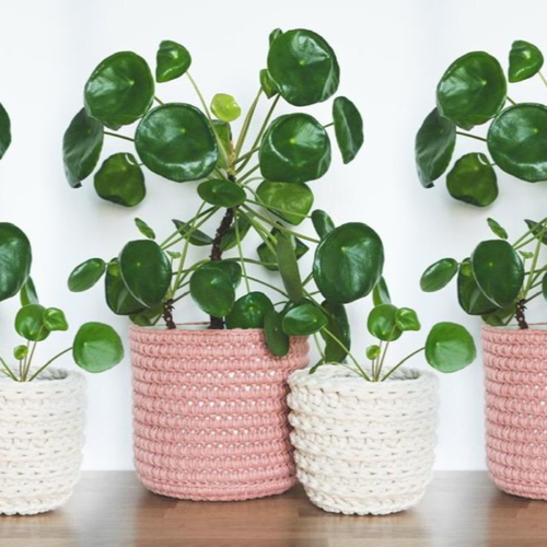 Eco-chic for plants