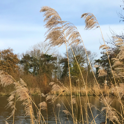 Escape to the Country Park