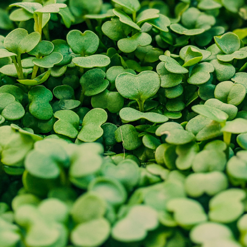 Hamsey Greens’ microgreens