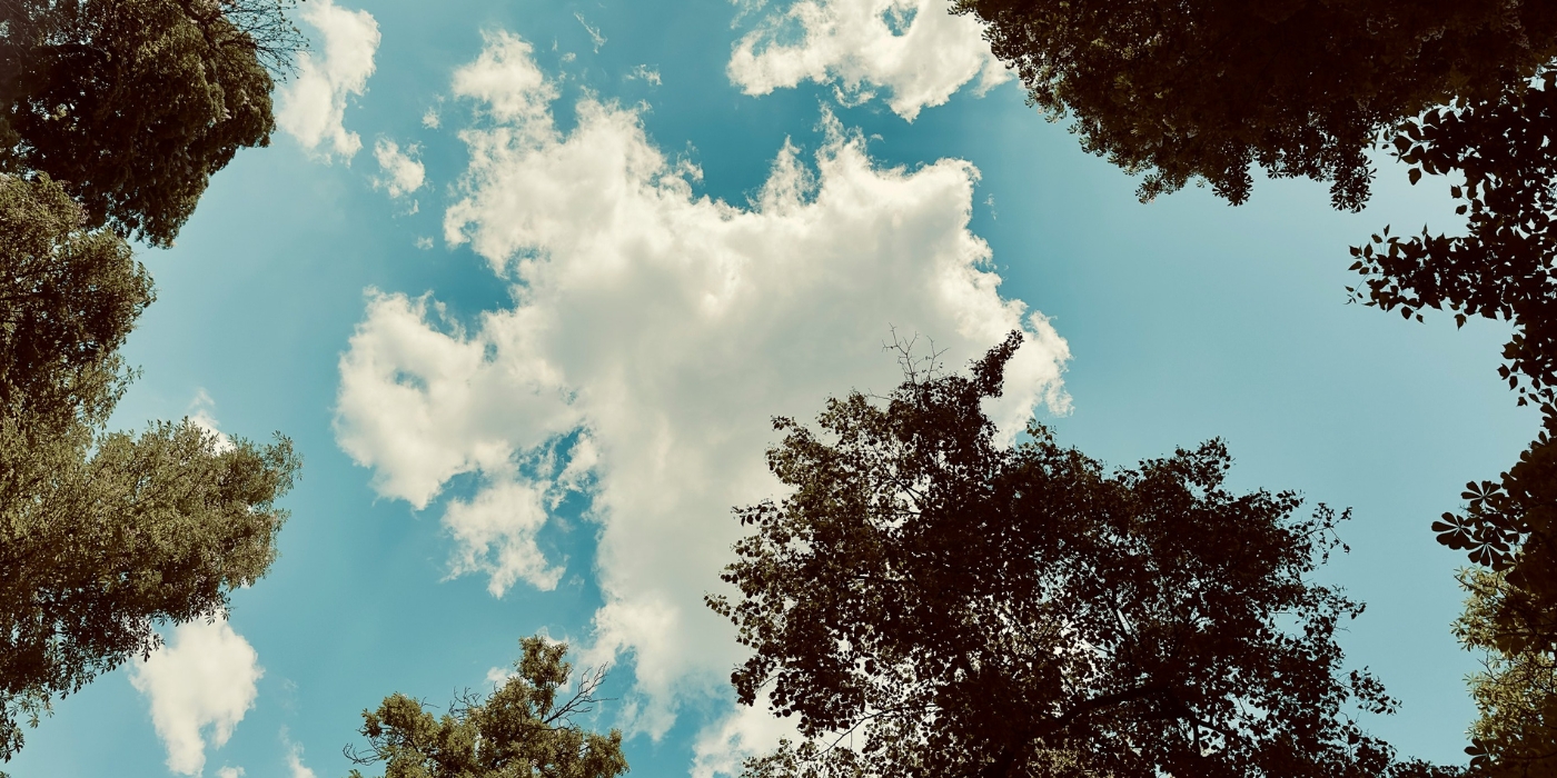 Photo of clouds and a blue sky looking up through trees in a wood